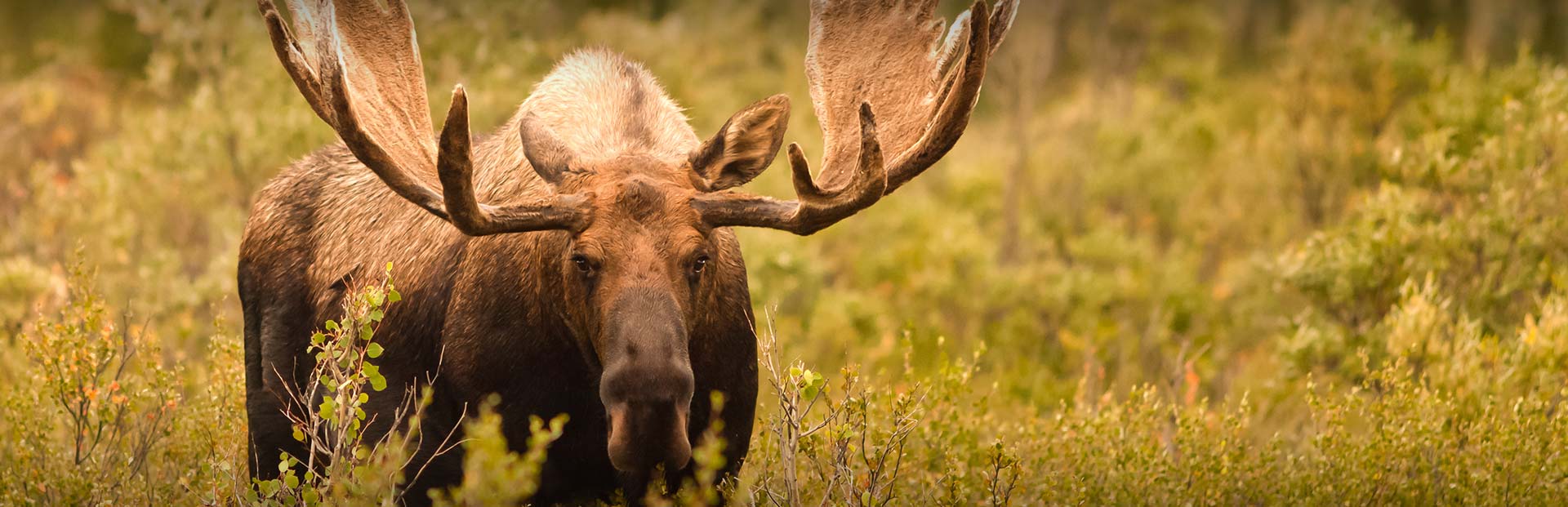 Ontario Moose Hunting Guides by Lac Seul Lodge